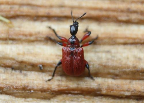 Réf. 187 196 : Apoderus coryli